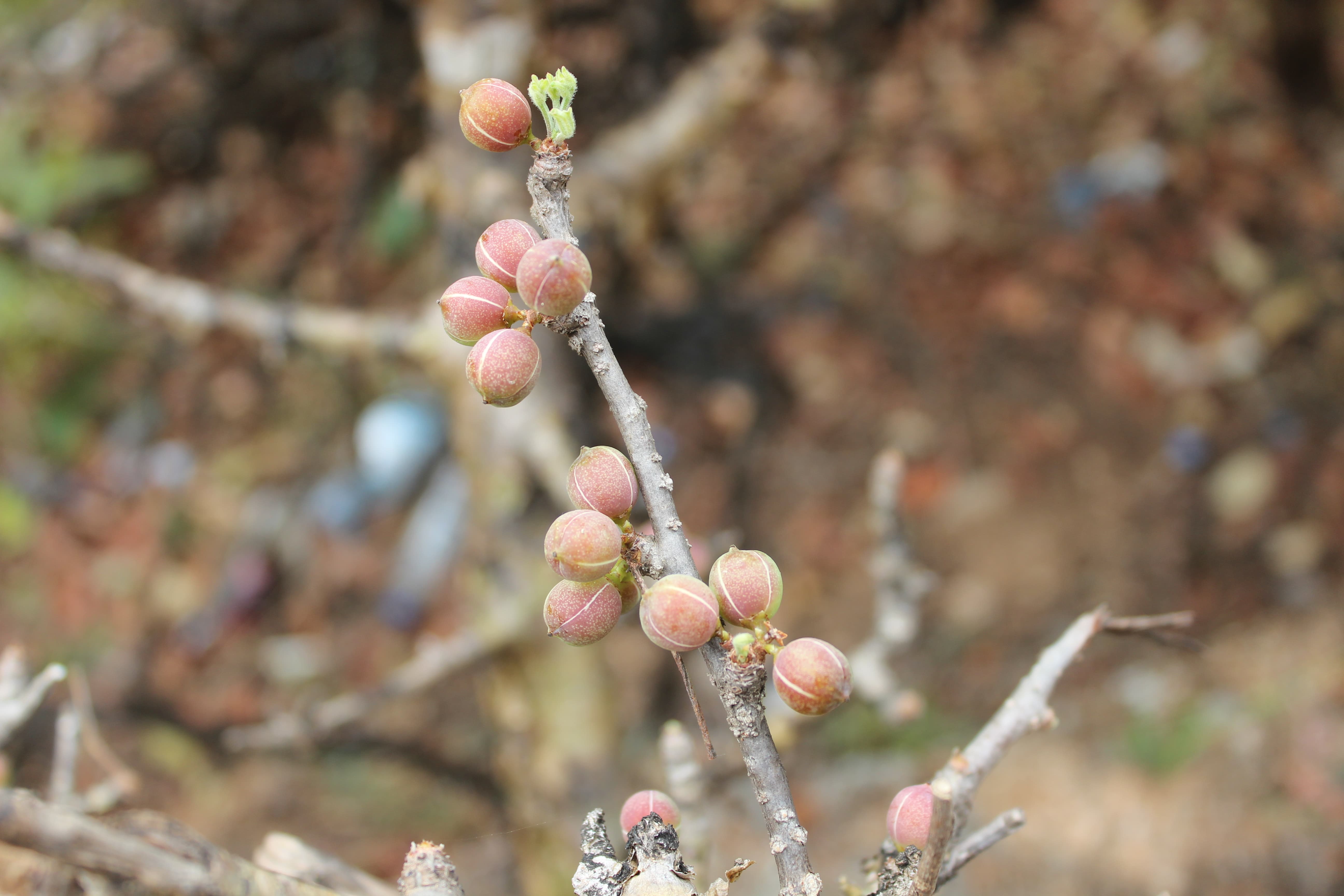 Plant Image